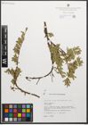 Foto von Salix retusa L.
